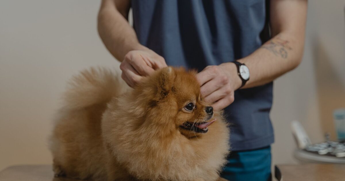 Otite em cães: causas, sintomas e como tratar com sucesso