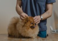 Otite em cães: causas, sintomas e como tratar com sucesso