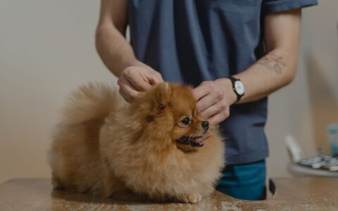 Otite em cães: causas, sintomas e como tratar com sucesso