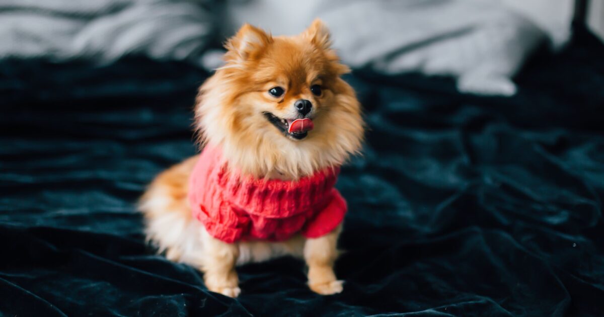 Cachorro filhote: os primeiros cuidados que fazem a diferença