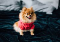 Cachorro filhote: os primeiros cuidados que fazem a diferença