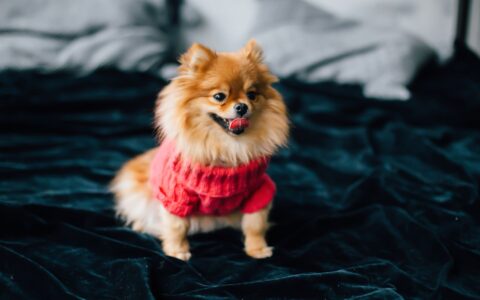 Cachorro filhote: os primeiros cuidados que fazem a diferença