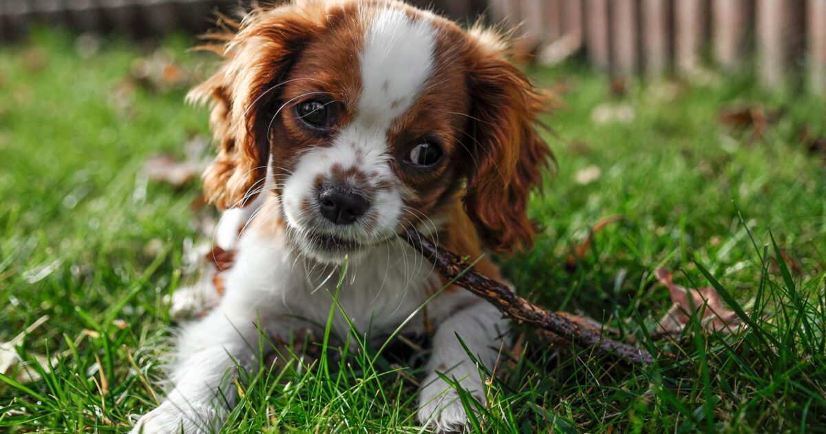 Parvovírus em cães: como proteger seu pet dessa doença grave