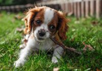 Parvovírus em cães: como proteger seu pet dessa doença grave