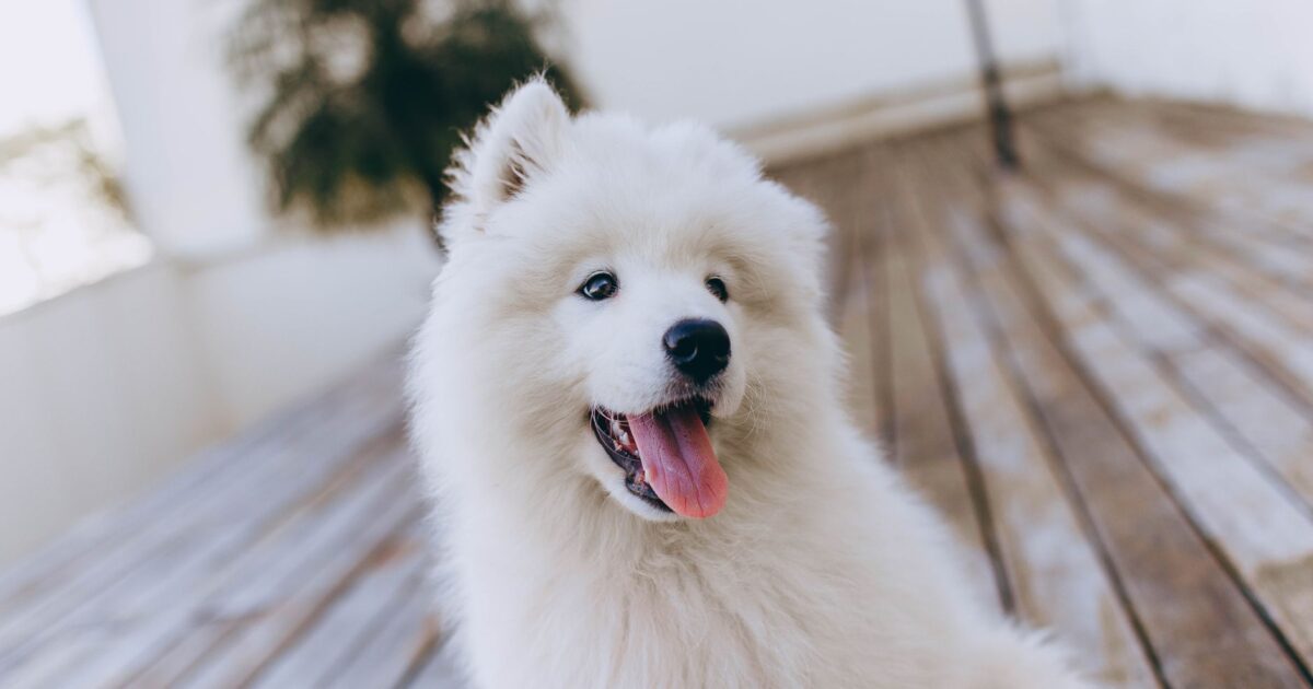 Cachorros que parecem ursos: raças gigantes e fofas