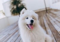 Cute Samoyed dog with fluffy white fur sitting on a wooden floor, tongue out and looking away.