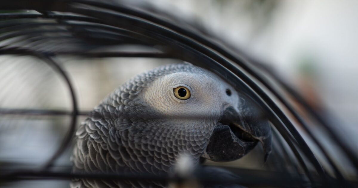 Psitacose em aves: transmissão, sintomas e tratamento