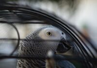 Detailed image of an African Grey Parrot in a cage, focusing on its eye.