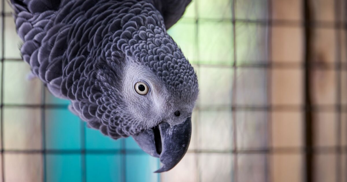 Psitacose em aves: transmissão, sintomas e tratamento