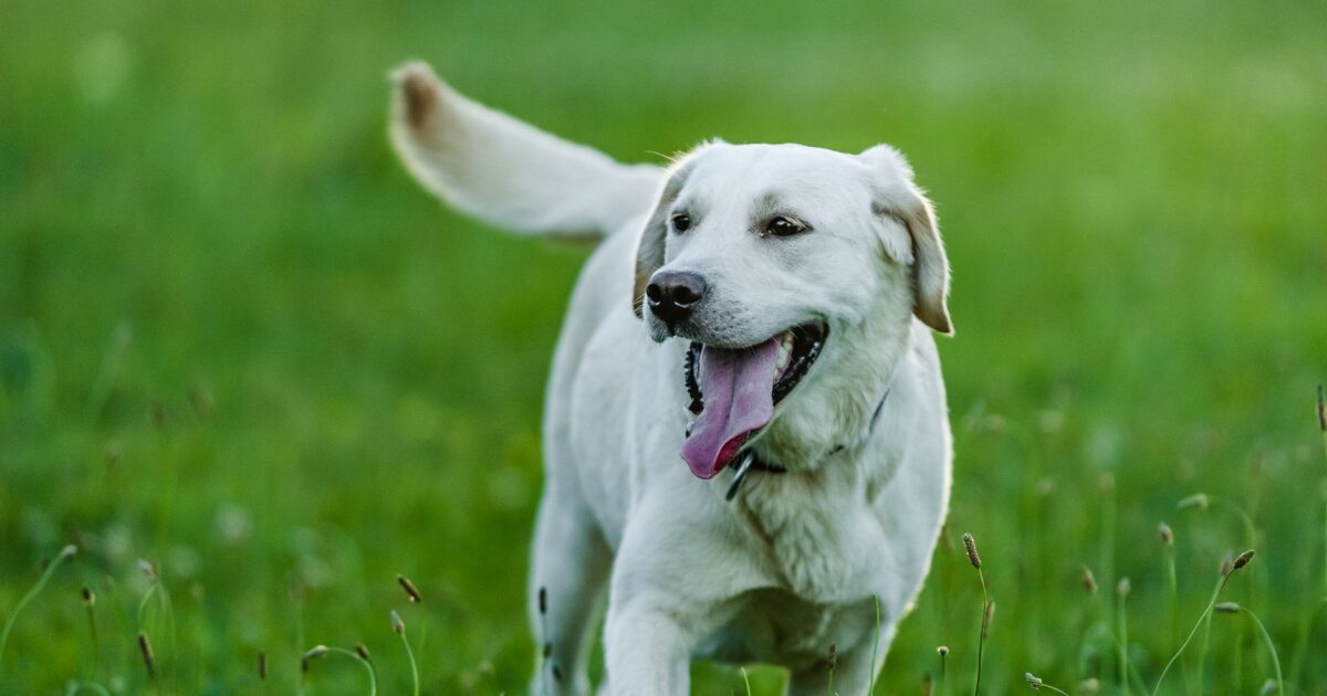Labrador Retriever: guia completo da raça para adoção