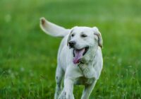 Funny purebred dog with tongue out running on bright green field in summer while looking away
