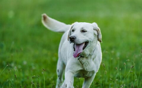 Labrador Retriever: guia completo da raça para adoção