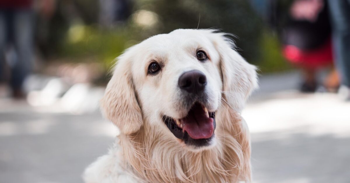 Golden Retriever: características, cuidados e temperamento