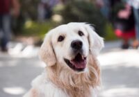 Golden Retriever: características, cuidados e temperamento