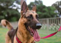Guia e peitoral para cães: qual é mais seguro? Guia Completo