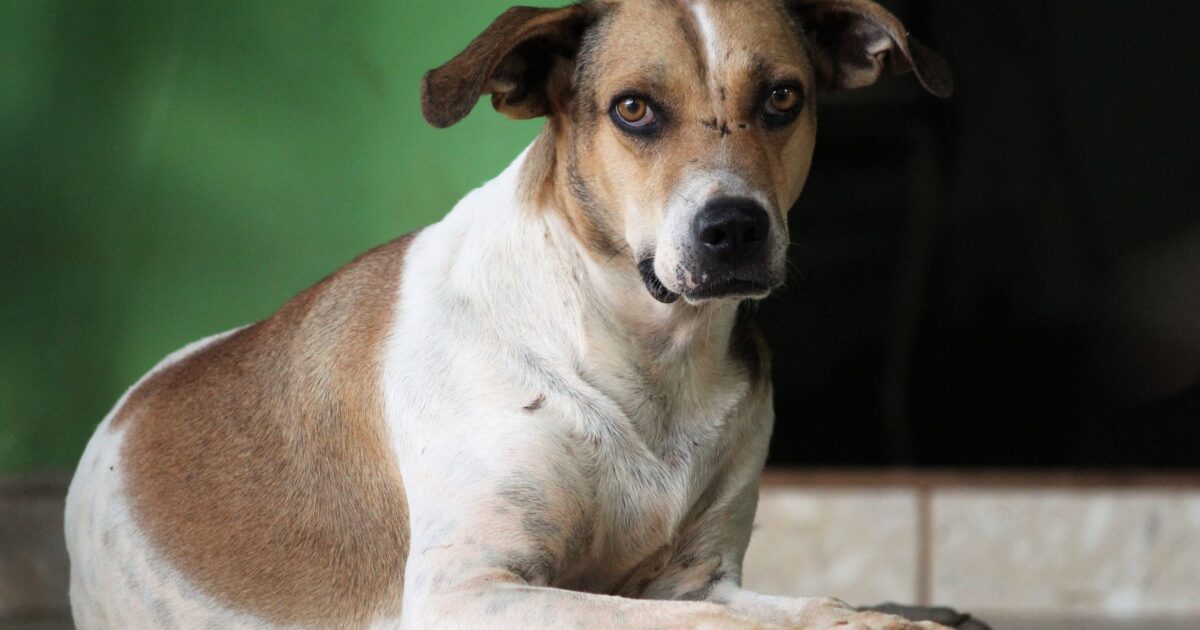 Câmera para pets: monitore seu animal quando estiver fora