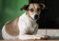 Câmera para pets: monitore seu animal quando estiver fora