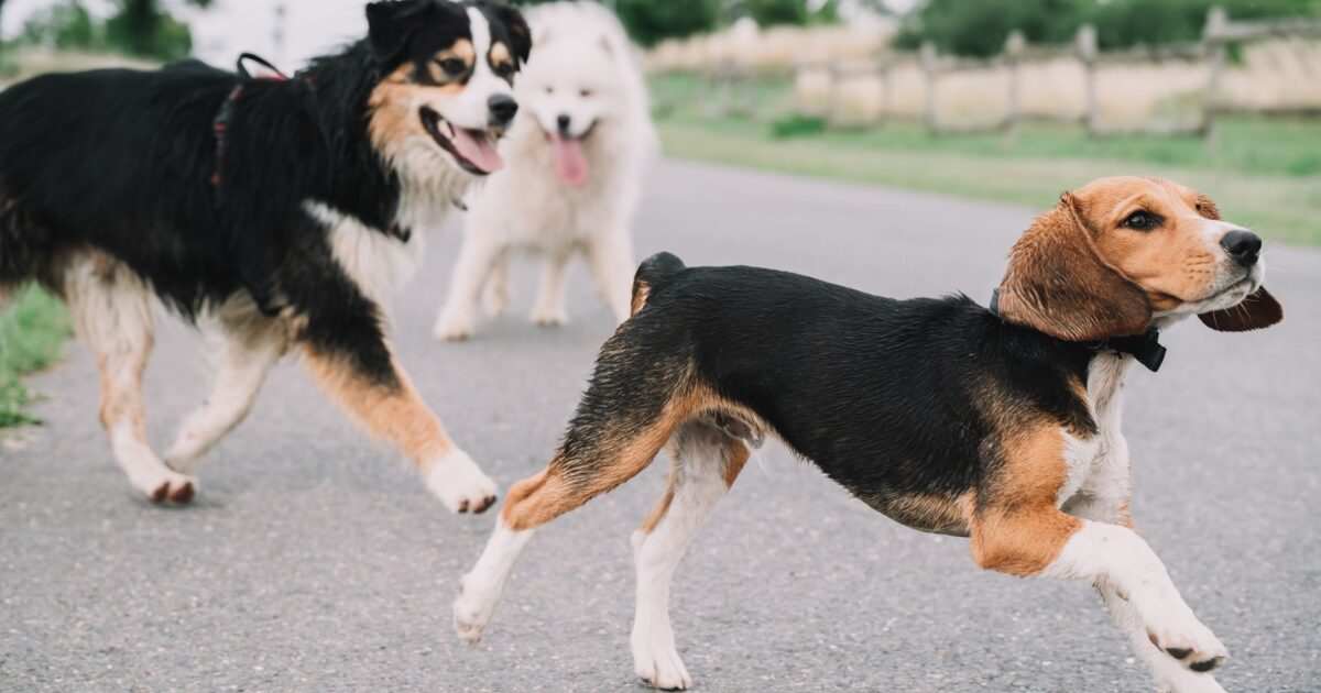 Beagle: raça farejadora como pet familiar ideal