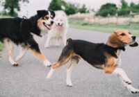 Beagle: raça farejadora como pet familiar ideal