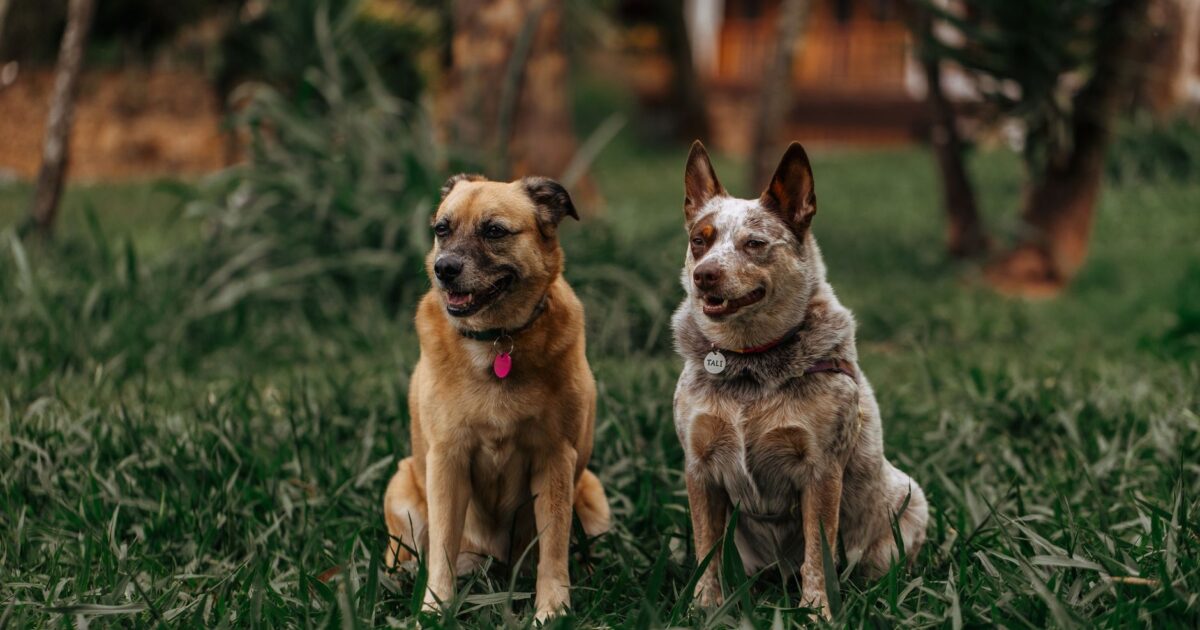 Raças de cães mais populares do Brasil em 2025: Nutrição