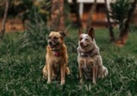 Raças de cães mais populares do Brasil em 2025: Nutrição