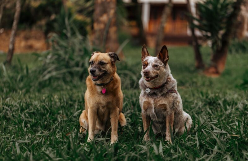 Raças de cães mais populares do Brasil em 2025: Nutrição
