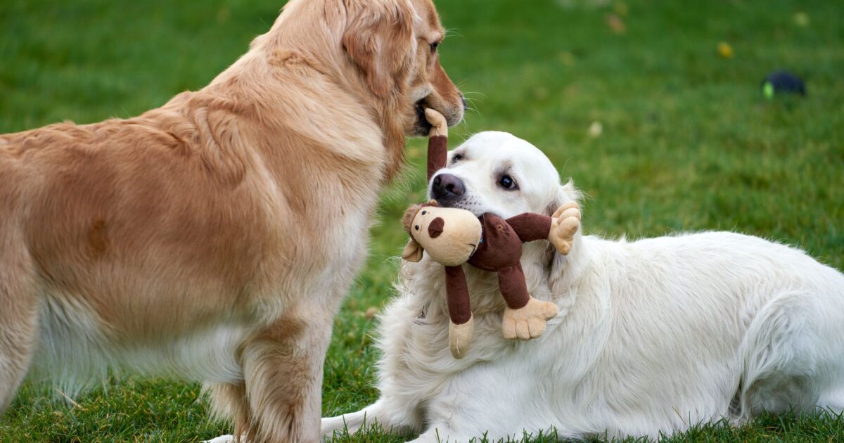 Brinquedos para cães: os melhores para cada perfil