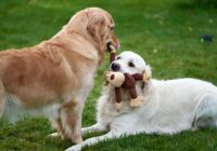 Brinquedos para cães: os melhores para cada perfil
