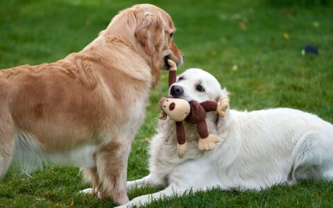 Brinquedos para cães: os melhores para cada perfil