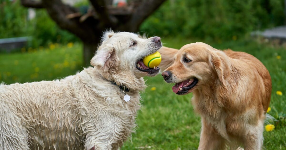 Golden Retriever: características, cuidados e temperamento