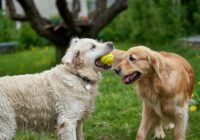 Golden Retriever: características, cuidados e temperamento