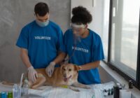Plano de saúde pet: vale a pena? Comparativo completo